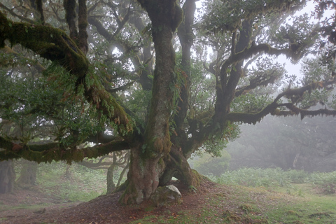 Forêt enchantée de Fanal - privé