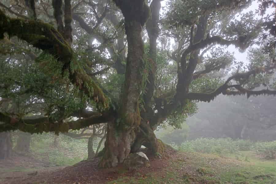 Madeira: Fanal Forest Geführte Wanderung Tour. Foto: GetYourGuide