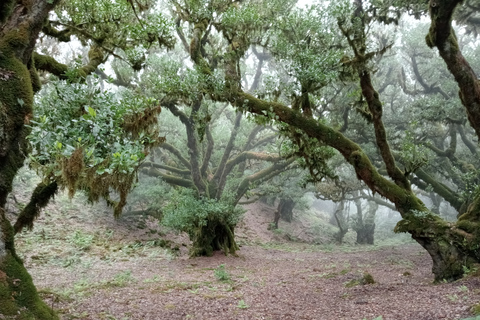 Fanal-betoverd bos - privé