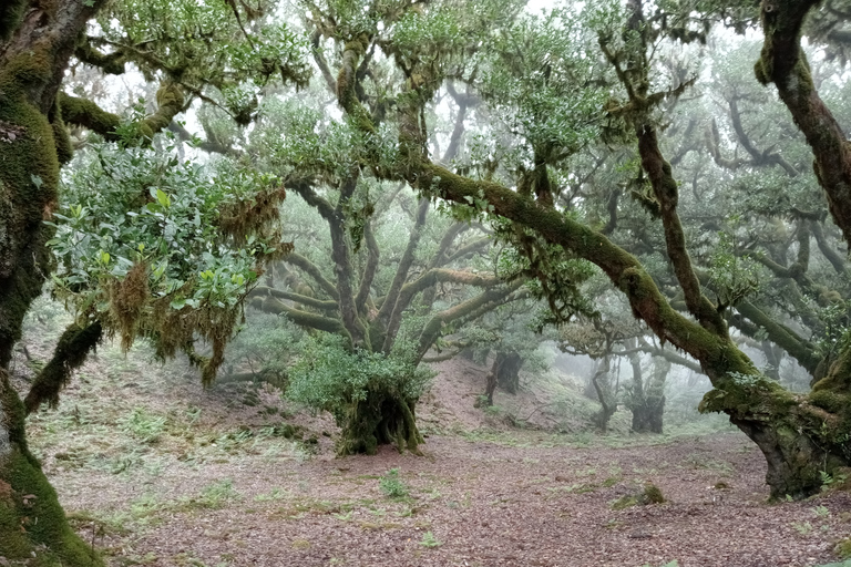 Fanal-Bosque Encantado - privado