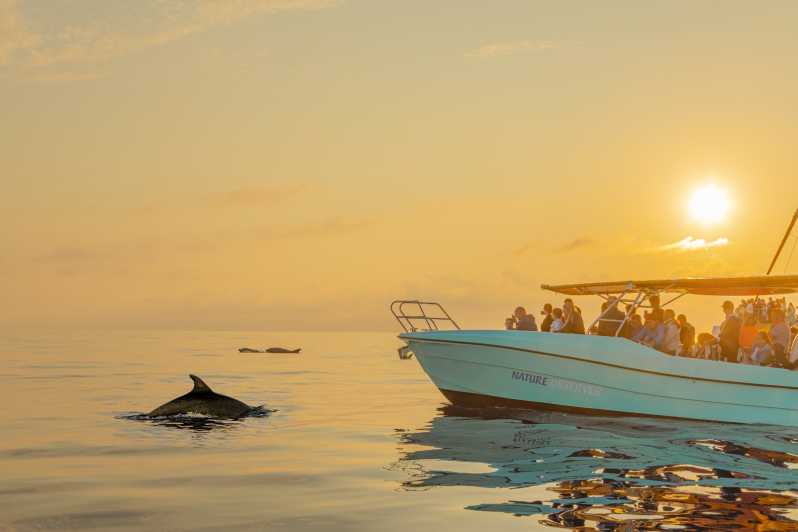 Da Alcudia: tour in barca all'alba per l'osservazione dei delfini