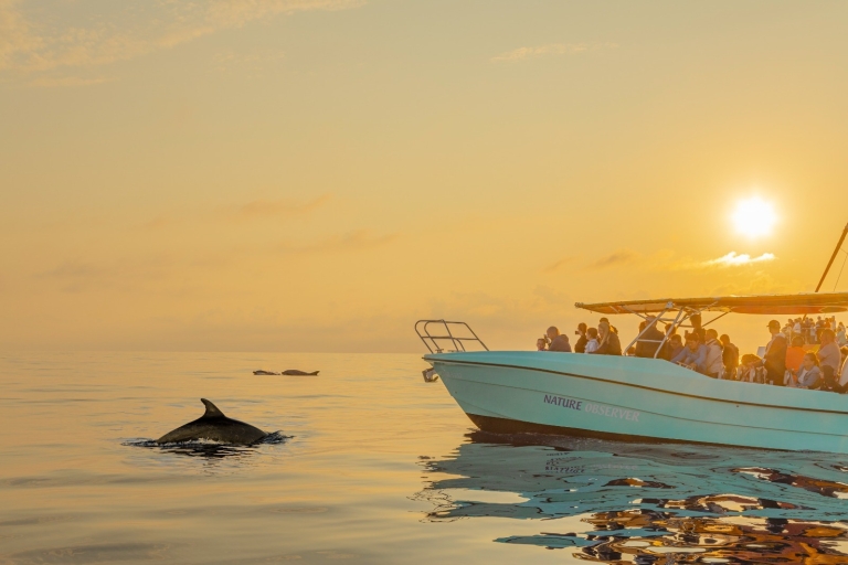 Alcudia : Excursion en bateau pour observer les dauphins et le lever du soleil en petit groupeAlcudia : Dauphins et lever de soleil en petit groupe