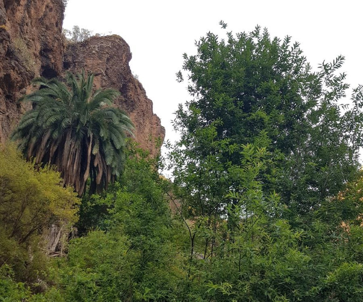 Tour Azuaje Laurisilva