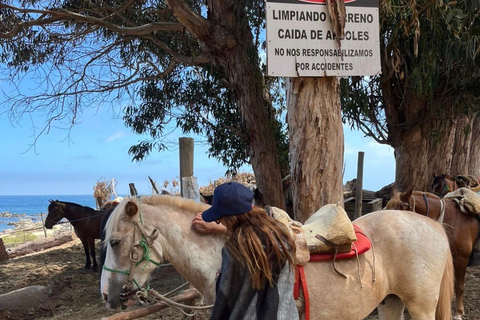 Papudo: Horseback Riding, Penguin Watching, and Sailing