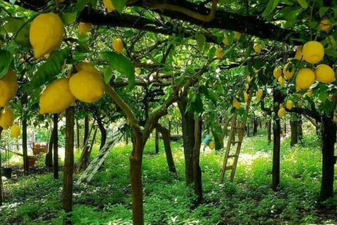 Sorrento: Tour guidato a piedi e degustazione di limoncello