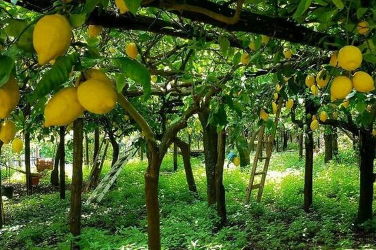 Sorrento: Excursão a pé guiada e degustação de Limoncello