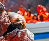 Tour di un giorno intero Ballestas Islands & Paracas National Reserve - Hizvo