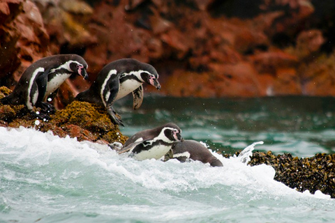 Excursión de día completo a las Islas Ballestas y la Reserva Nacional de ParacasRecogida en hotel de Miraflores