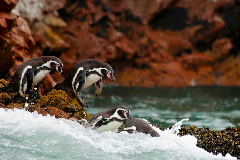 Excursión de día completo a las Islas Ballestas y la Reserva Nacional de ParacasRecogida en hotel de Miraflores