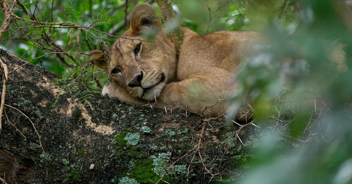 Tanzania's Wildlife and Cultural Odyssey: 7-Days Safari | GetYourGuide