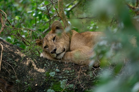 Odisea cultural y de vida salvaje en Tanzania: Safari de 7 días