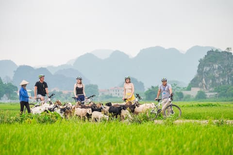 From Hanoi: Hoa Lu, Mua Cave, and Tam Coc Full-Day Tour