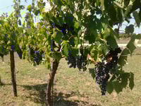 Wine Tour Spante in Tuk Tuk - Housity