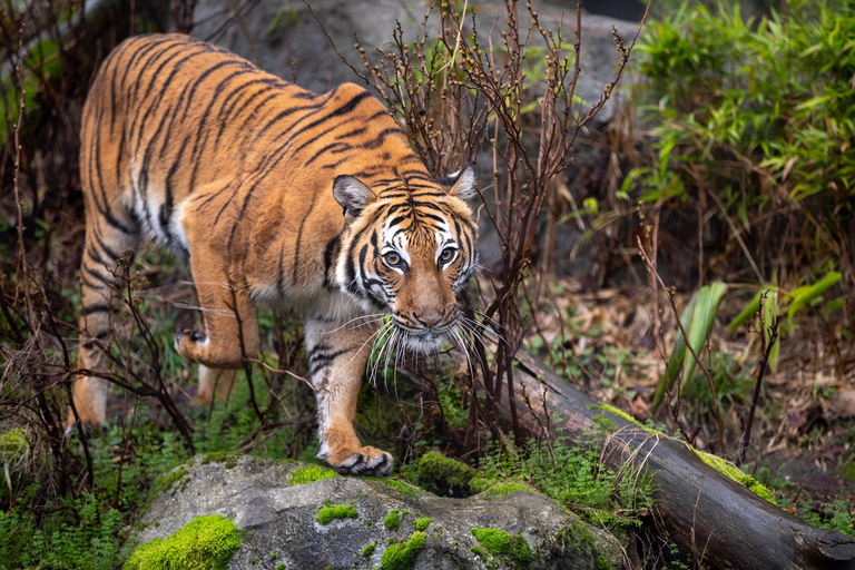 From Delhi: 5-Days Golden Triangle & Ranthambore Tiger Tour Driver, Car, Tour Guide and Safari Ride