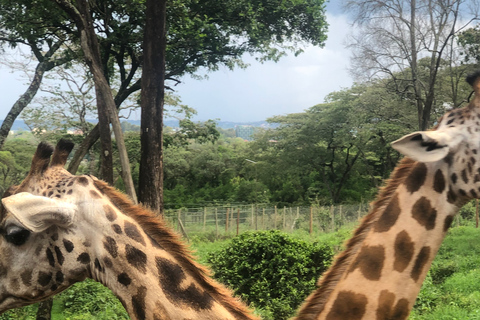 Visite à Nairobi du sanctuaire des éléphants et du centre des girafes.