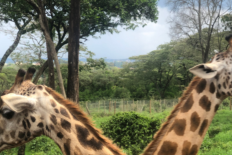 Nairobi tour to Elephant sanctuary and Giraffe center.