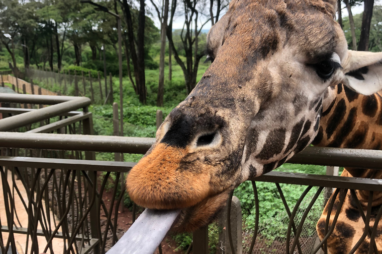 Visite à Nairobi du sanctuaire des éléphants et du centre des girafes.