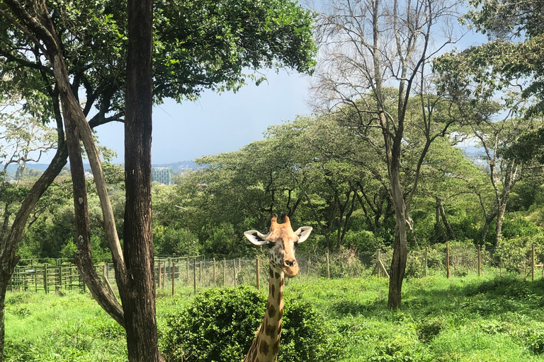 Visite à Nairobi du sanctuaire des éléphants et du centre des girafes.