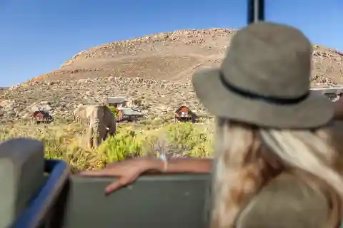 Da Città del Capo: Safari al tramonto dei Big Five con trasporto incluso