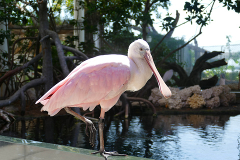 Miami: Frost Museum of Science and Planetarium Toegangsbewijs