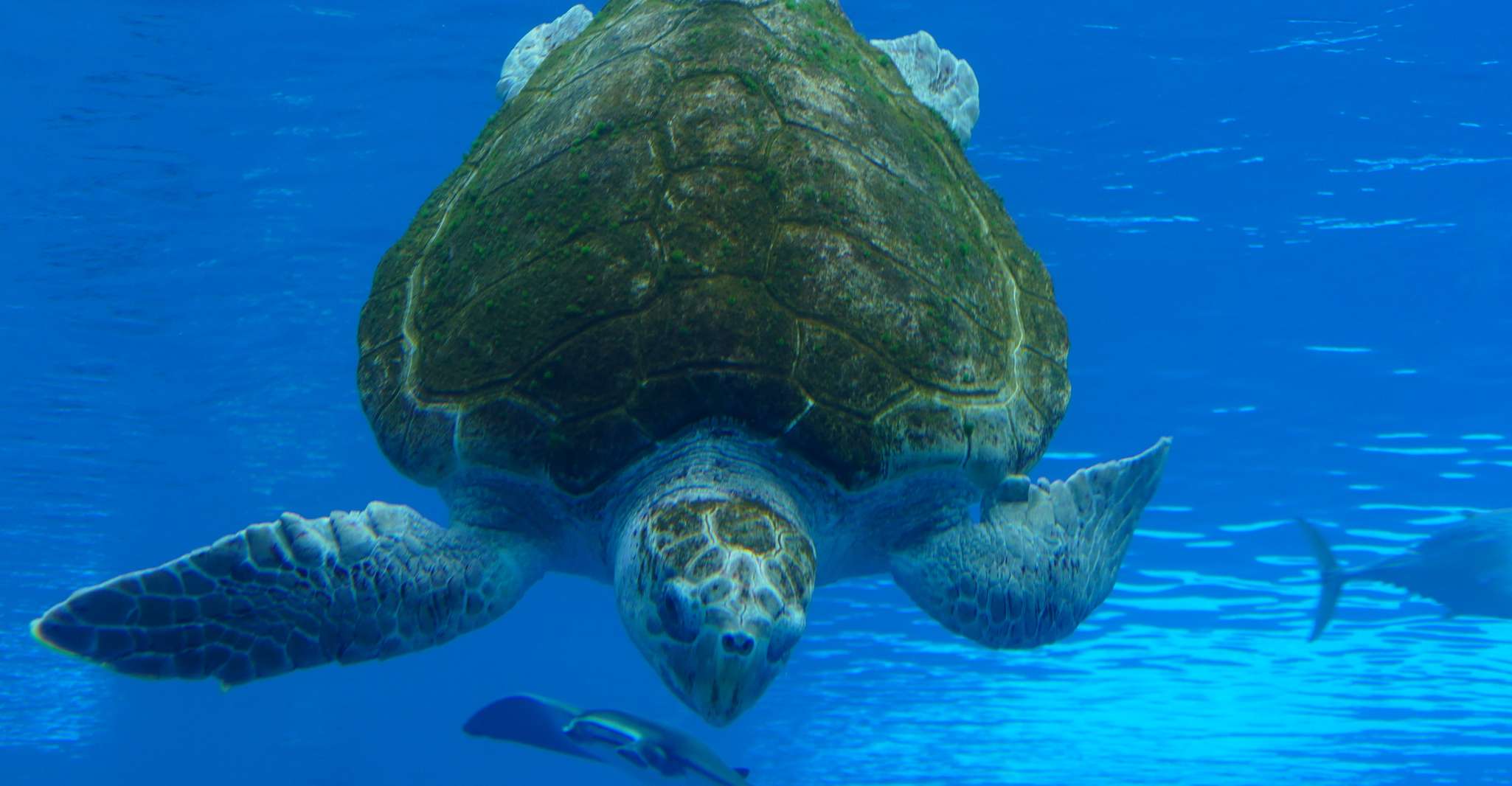 Miami: Frost Museum of Science and Planetarium Entry Ticket photo 20