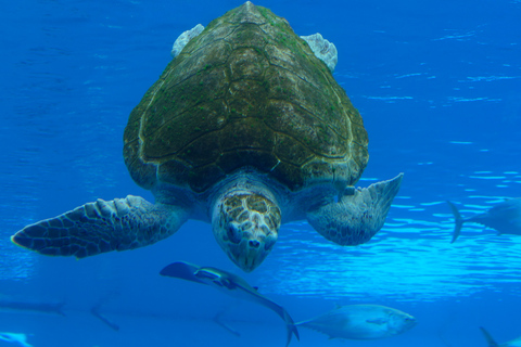 Miami: Frost Museum of Science and Planetarium Toegangsbewijs