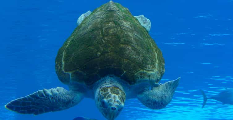 Miami: Frost Museum of Science and Planetarium Entry Ticket photo 20