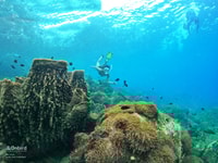 Phu Quoc, Small-Group Pro Snorkeling Tour by Speedboat - Housity