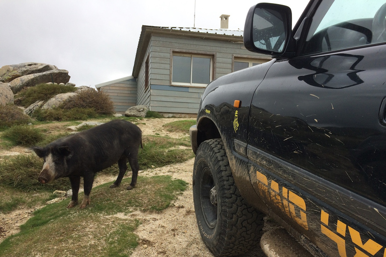 Porto Vecchio: Ospedale Forest i Bavella Needles 4x4 Tour