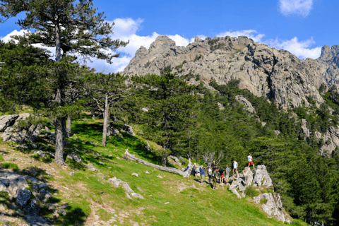 Porto Vecchio: Passeio de 4x4 pela Floresta Ospedale e Agulhas de Bavella