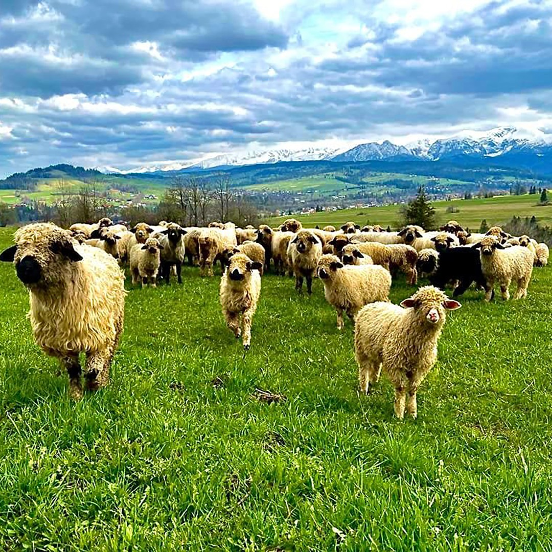 Galería de fotos para redes