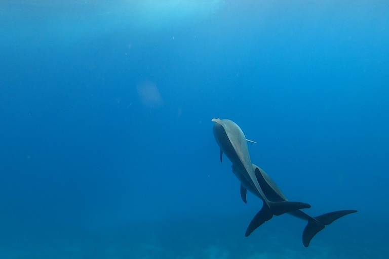 Hurghada: 3-öars tur med delfinskådning och snorklingDagsutflykt för grupp