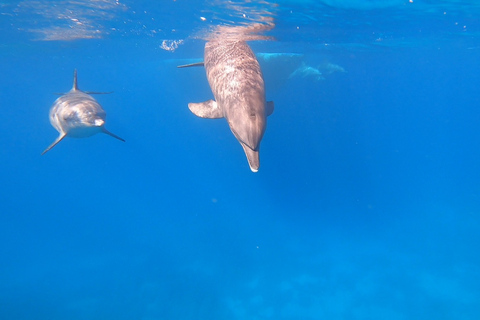 Hurghada: Tour di 3 isole con avvistamento di delfini e snorkelingMotoscafo privato di una giornata intera