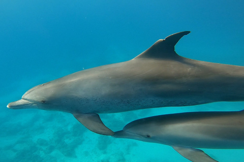 Hurghada: Tour di 3 isole con avvistamento di delfini e snorkelingMotoscafo privato di una giornata intera