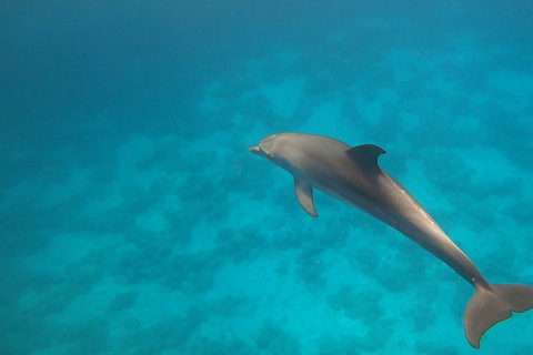 Hurghada: Speedboat 7 in One Trip mit Schnorcheln & MittagessenGruppenreise