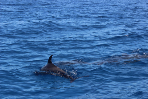 Hurghada: Speedboat 7 in One Trip With Snorkeling & Lunch Group tour