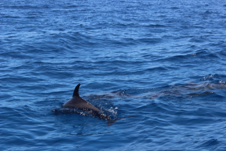 Hurghada: Speedboat 7 in One Trip mit Schnorcheln & MittagessenPrivate Tour