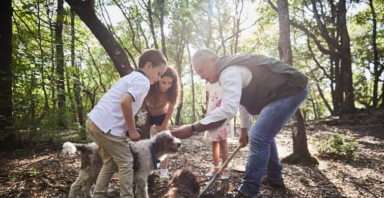 Caza De Trufas En Las Colinas De La Toscana GetYourGuide