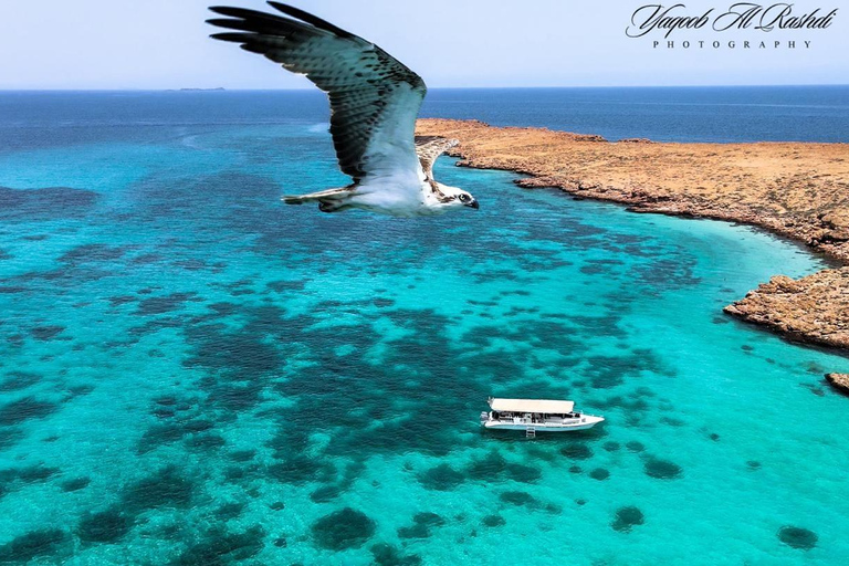 Excursion de plongée en apnée dans les îles Dimaniyat l&#039;après-midiexcursion en bateau privé