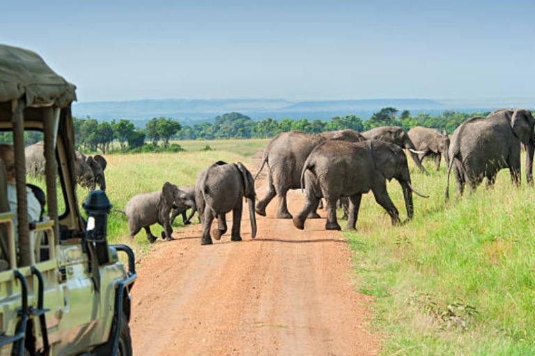 Safari de 3 días a Amboseli y Tsavo Este desde NairobiSafari de 3 días a Amboseli y Tsavo Este desde Mombasa