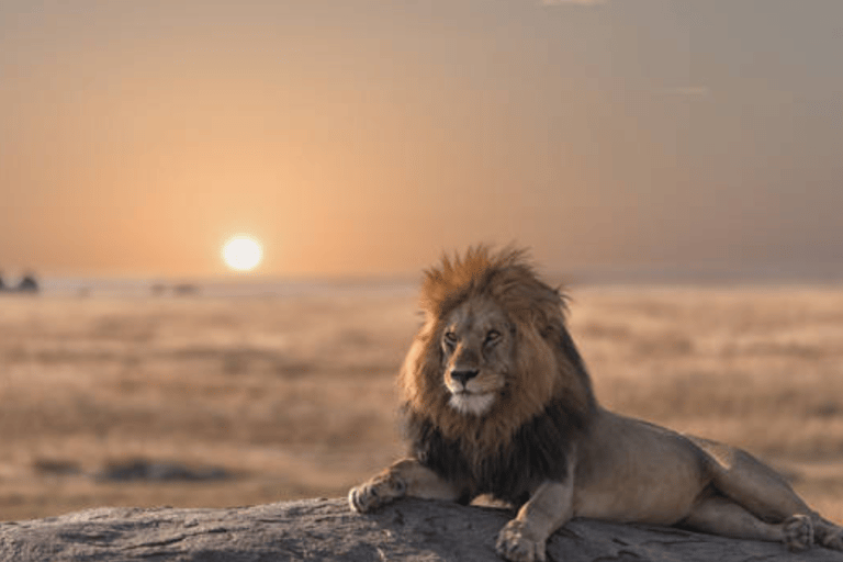 3 Days Amboseli and Tsavo East Safari from Nairobi