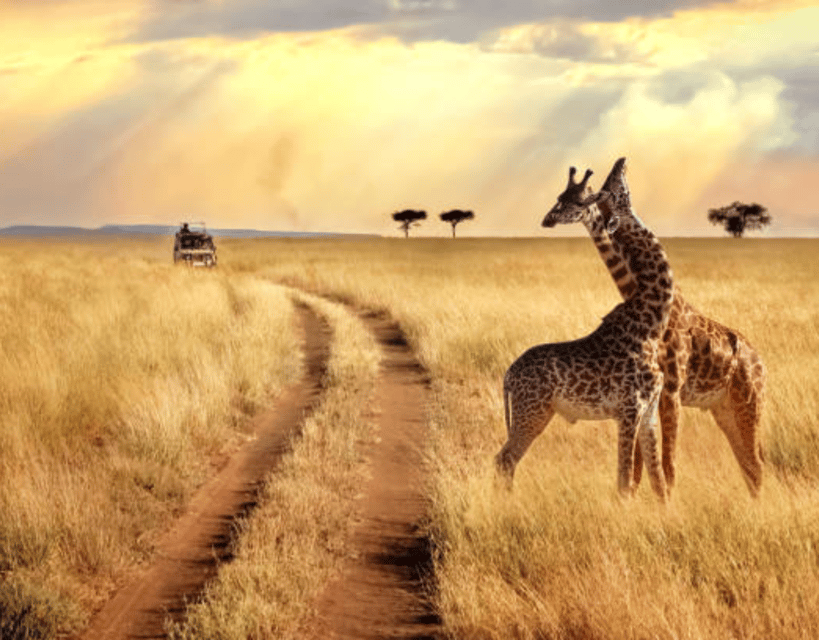 Daagse Amboseli En Tsavo East Safari Vanuit Nairobi Getyourguide