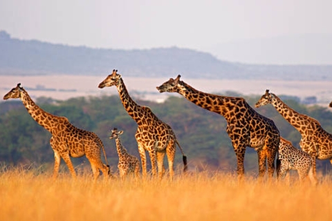 Safari de 3 días a Amboseli y Tsavo Este desde NairobiSafari de 3 días a Amboseli y Tsavo Este desde Mombasa