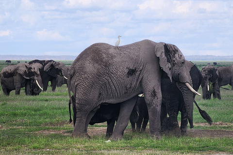 3 dagars Amboseli och Tsavo East Safari från Nairobi