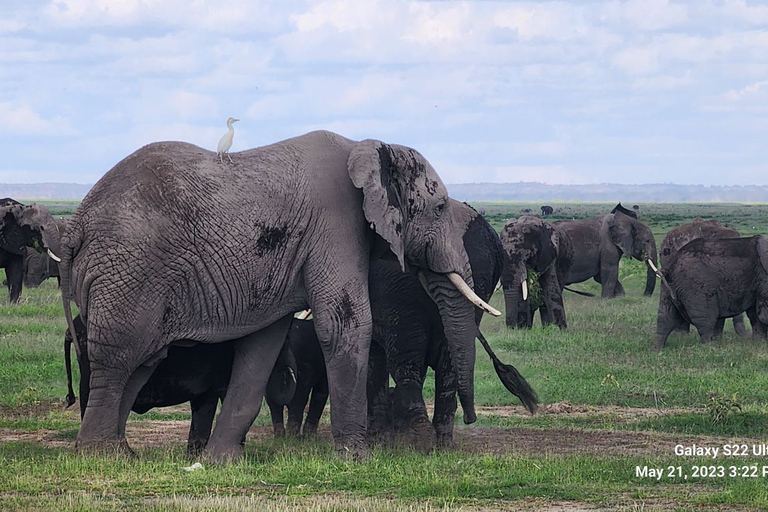 3 dagars Amboseli och Tsavo East Safari från Nairobi