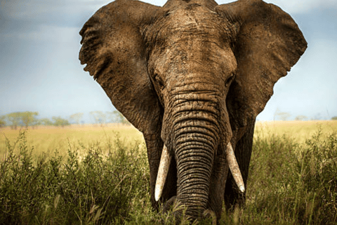 Safari de 3 dias em Amboseli e Tsavo East saindo de Nairóbi