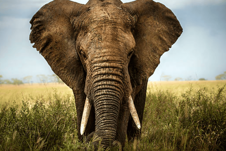 Safari de 3 dias em Amboseli e Tsavo East saindo de Nairóbi