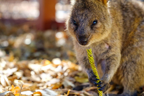 Perth: Destaque da cidade Viagem de 1 dia para a Ilha RottnestTour guiado em alemão