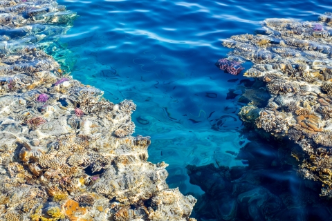 Au départ d'El Gouna : Excursion sur l'île d'Orange Bay, plongée en apnée et déjeunerAu départ d'El Gouna : Croisière en yacht de snorkeling à Orange Bay avec déjeuner