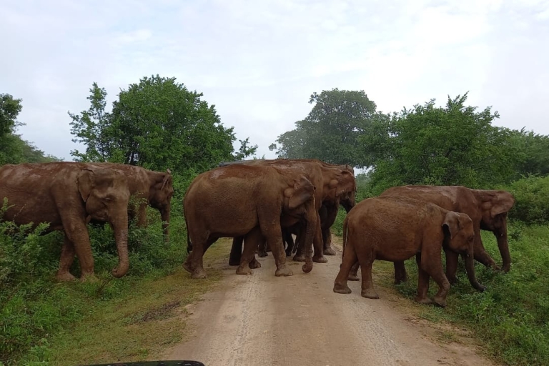 Mirissa/ Weligama : Fahrt nach Ella mit Udawalawe Safari TourVon Mirissa/ Weligama: Fahrt nach Ella mit Udawalawe Safari